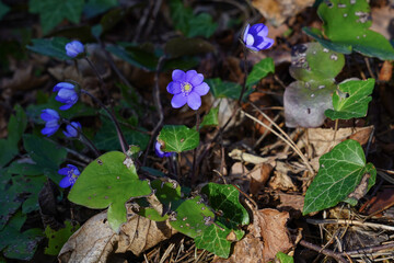flower in the forest