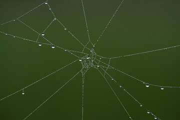 spiders web