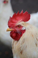 close up of a chicken