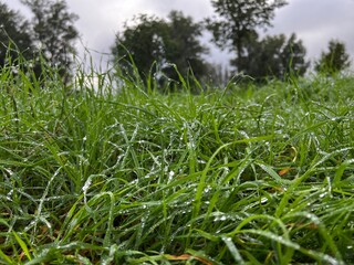 grass in the morning