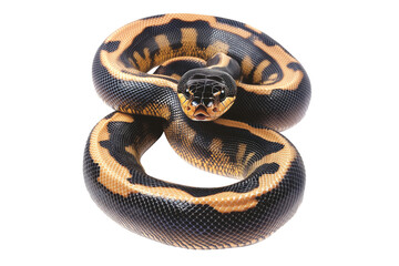 Fototapeta premium Coiled yellow and black patterned snake, isolated on white transparent background, reptiles or wildlife, symbolizing Chinese Lunar New year