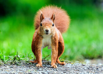 Eichhörnchen