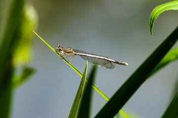 Federlibellenweibchen