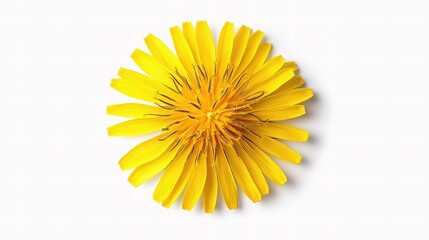 Close-Up Top View of Bright Yellow Dandelion Flower Isolated
