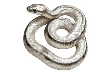 Fototapeta premium Coiled silver snake sculpture with detailed scales isolated on white transparent background, reptiles or wildlife, symbolizing Chinese Lunar New year