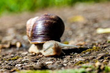 Weinbergschnecke