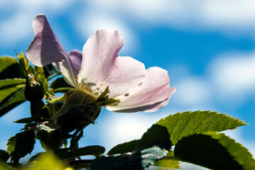 Blüte im Gegenlicht © rkbox