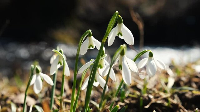 spring snowdrop flowers