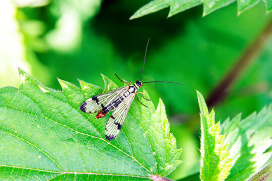 Gemeine Skorpionsfliege