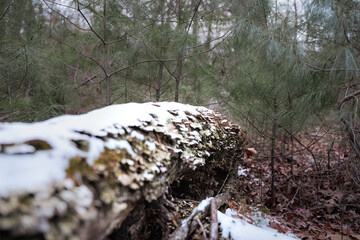 Obraz premium Poconos