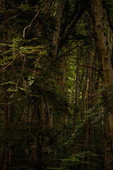 Fototapeta premium Gargano is a National Park in the Apulia region of Italy. Gargano is partially covered by the ancient forest Foresta Umbra, the only remaining oak and beech forest in Italy.