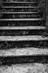 The ivy-covered stairs of an old, abandoned house. Umbra Forest, Gargano National Park, Italy.