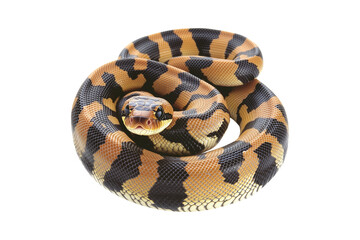 Obraz premium Coiled yellow and black patterned snake, isolated on white transparent background, reptiles or wildlife, symbolizing Chinese Lunar New year