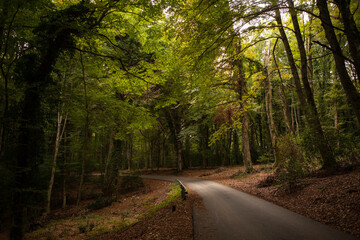 A scenic road through the dark and mysterious Umbra Forest, filled with ancient oak and beech...