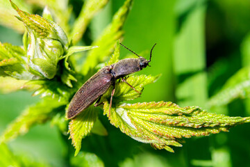 Schnellkäfer