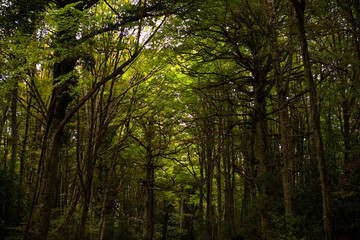 Fototapeta premium Gargano is a National Park in the Apulia region of Italy. Gargano is partially covered by the ancient forest Foresta Umbra, the only remaining oak and beech forest in Italy.