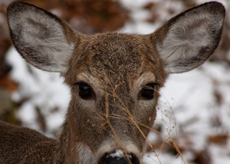 The Elegance of a Doe