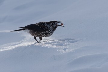 Spotted Nutcracker eating