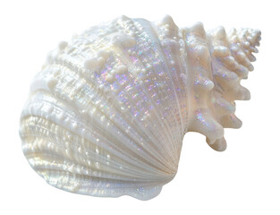 PNG White shell seashell beach invertebrate.