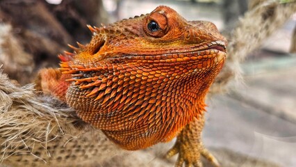 close up of a lizard