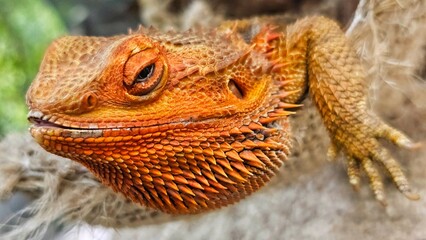 close up of a lizard