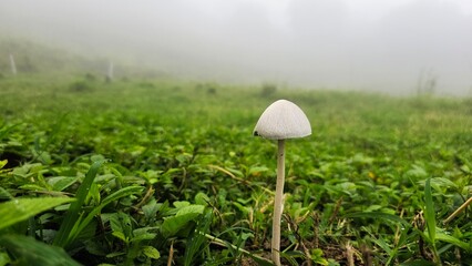 white mushroom in the grass