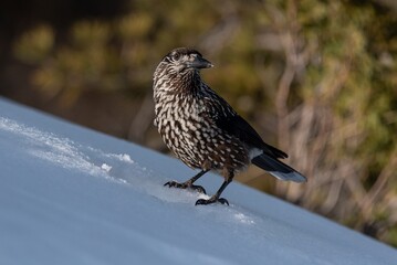 Spotted nutcracker in winter