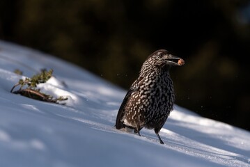 Spotted Nutcracker eating