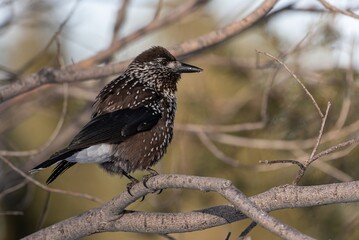 Spotted nutcracker perched on a tree