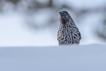 Spotted nutcracker in winter