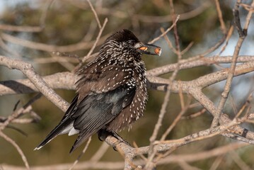 Spotted nutcracker perched on a tree