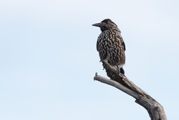 Spotted nutcracker perched on a tree