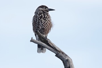 Spotted nutcracker perched on a tree
