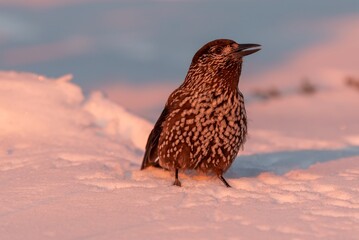 Spotted nutcracker in winter
