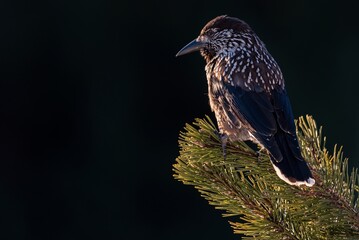 Spotted nutcracker perched on a tree