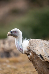 Griffon vulture (Gyps fulvus) photographed in Spain