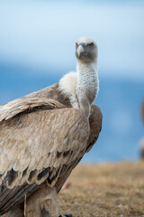 Griffon vulture (Gyps fulvus) photographed in Spain
