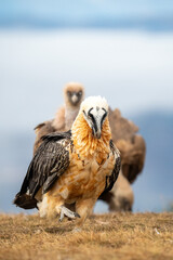 Bearded Vulture (Gypaetus barbatus) photographed in Spain