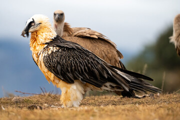 Bearded Vulture (Gypaetus barbatus) photographed in Spain
