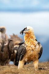 Bearded Vulture (Gypaetus barbatus) photographed in Spain