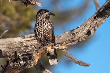 Spotted nutcracker perched on a tree