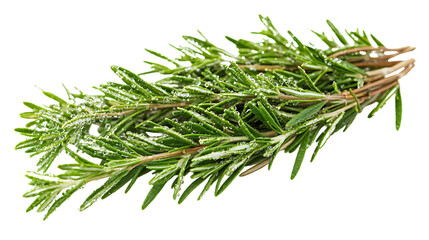 Bunch of fresh rosemary branches isolated on white background
