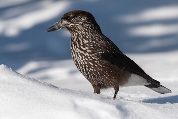 Spotted nutcracker in winter