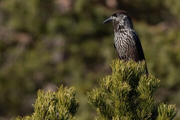 Spotted nutcracker perched on a tree