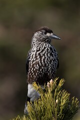 Spotted nutcracker perched on a tree