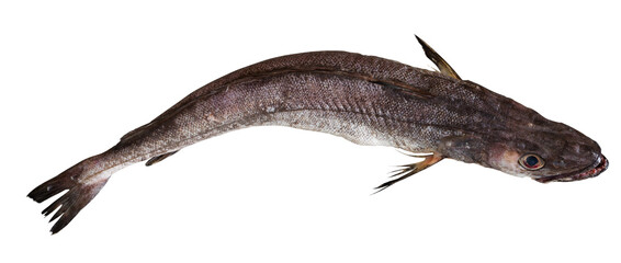 View of whole raw Merluccius merluccius (European hake) isolated on white background..