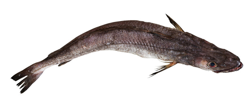View of whole raw Merluccius merluccius (European hake) isolated on white background..