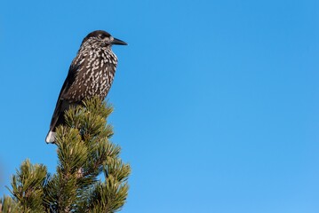 Spotted nutcracker perched on a tree