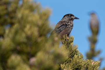 Spotted nutcracker perched on a tree