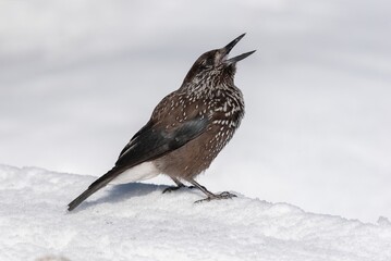 Spotted nutcracker in winter